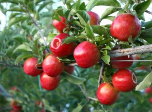 Apples on a branch
