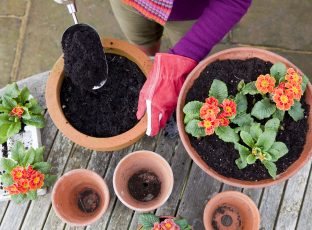 Planting pots