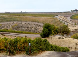 Precept Wines Vineyard.